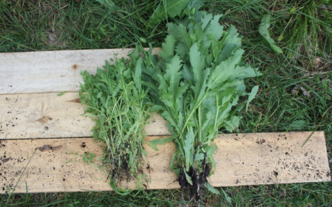 В Мордовии будут судить мужчину, который выращивал мак на огороде сожительницы