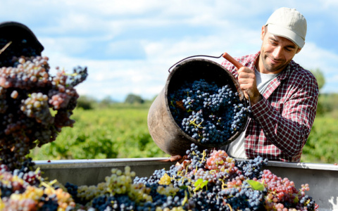 При поддержке РСХБ запущен винодельческий комплекс ООО «Шато де Талю»