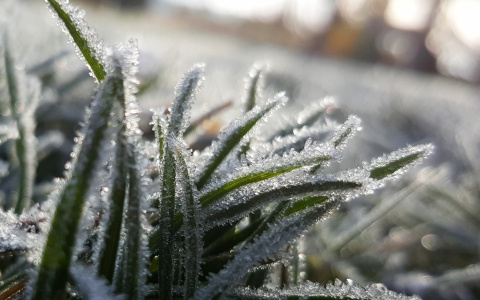 Ночью в Мордовии ожидаются заморозки