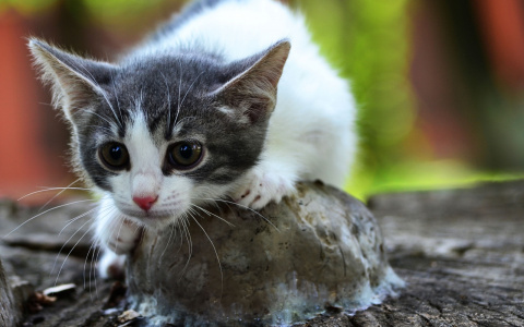 Забери меня домой: в Саранске бездомные животные ищут заботливых хозяев