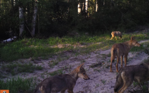 Волчья семья попала в объектив камеры Мордовского заповедника (видео)