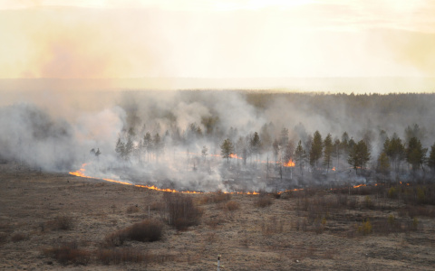 В Мордовии тушили лесной пожар на площади в 2,5 га