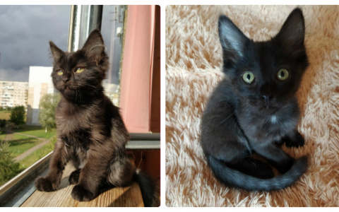 Забери меня домой: в Саранске бездомные животные ищут заботливых хозяев