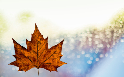 Дожди и сильный ветер: прогноз погоды в Саранске на 13 октября