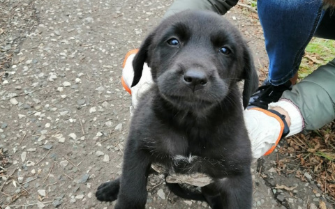 Забери меня домой: в Саранске бездомные животные ищут заботливых хозяев
