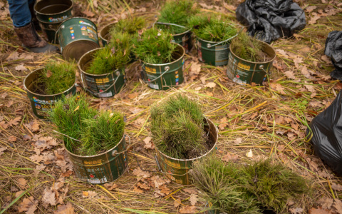 В Мордовии школьники восстанавливают лес