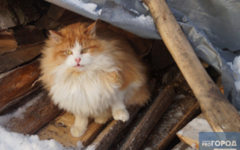 В Мордовии зафиксированы случаи бешенства среди кошек