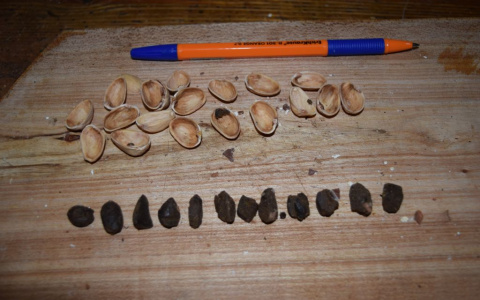 Фисташки с наркотиками пытались передать заключенному мордовской колонии