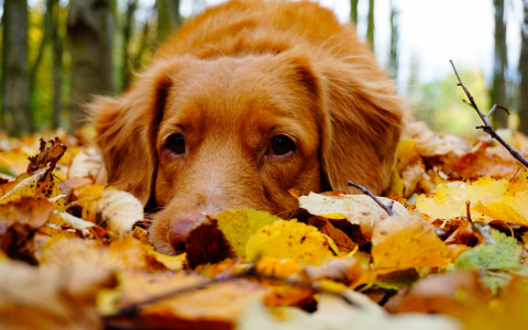Прохладно и ветрено: Прогноз погоды в Саранске на 19 октября 2019 года