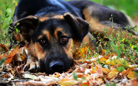 Забери меня домой: в Саранске бездомные животные ищут заботливых хозяев