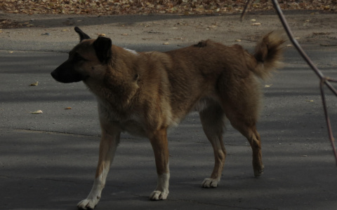 В Мордовии выявили бешенство у собаки