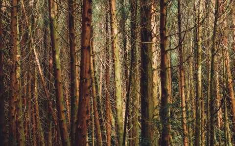 В пригороде Саранска преступник испугался росгвардейцев и спрятался за деревьями