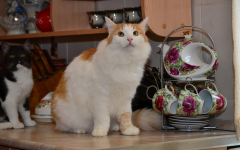 Забери меня домой: в Саранске бездомные животные ищут заботливых хозяев