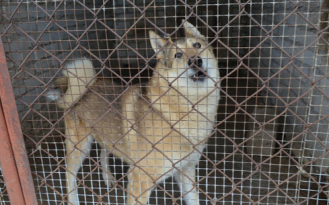 В Мордовии злая собака набросилась на женщину