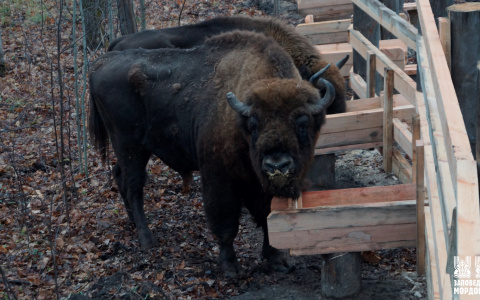 В Мордовский заповедник завезли зубров
