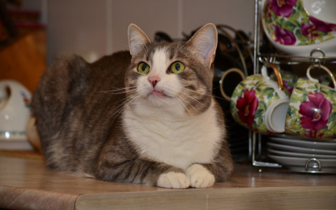 Забери меня домой: в Саранске бездомные животные ищут заботливых хозяев