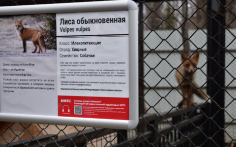 В Саранском зоопарке запустили аудиогид
