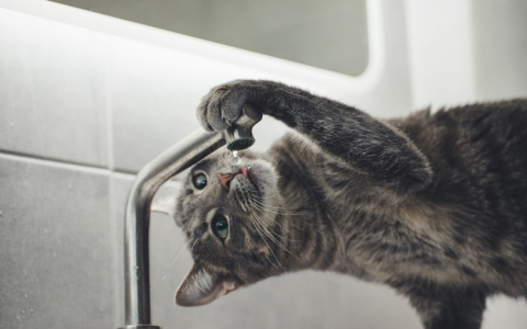 Центр Саранска временно останется без холодной воды