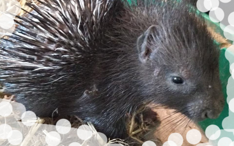 Милое пополнение произошло в зоопарке Саранска