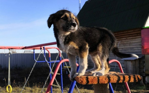 Забери меня домой: в Саранске бездомные животные ищут заботливых хозяев