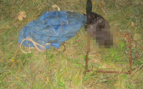 В Мордовии будут судить браконьера, убившего бобра