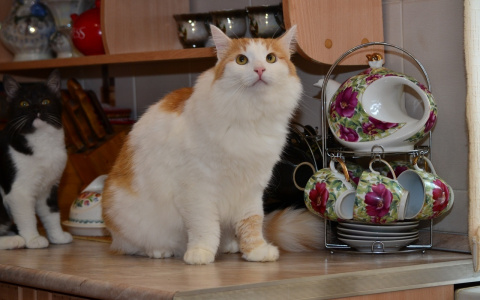 Забери меня домой: в Саранске бездомные животные ищут заботливых хозяев