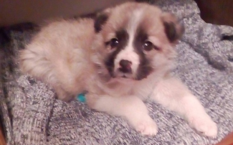 Забери меня домой: в Саранске бездомные животные ищут заботливых хозяев