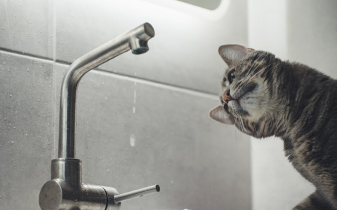 Жители пригорода Саранска остались без холодной воды