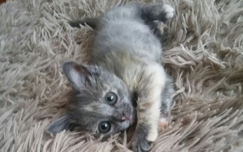 Забери меня домой: в Саранске бездомные животные ищут заботливых хозяев