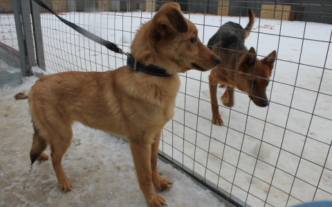 Акция «Снежный гав»: жителей Саранска просят помочь приюту для безнадзорных животных