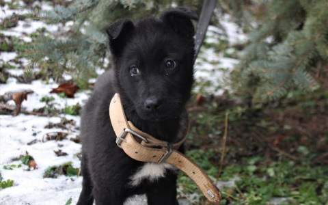 Забери меня домой: в Саранске бездомные животные ищут заботливых хозяев