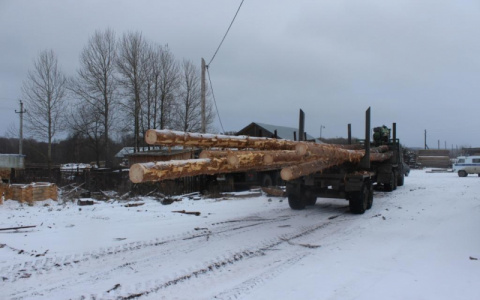 В Мордовии лесоруба придавило деревом: мужчине грозит уголовное дело