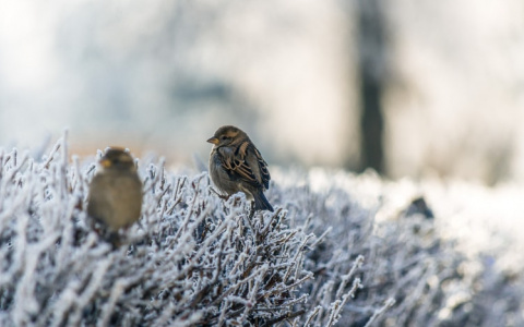 Ветер и мокрый снег: прогноз погоды в Саранске на 11 января