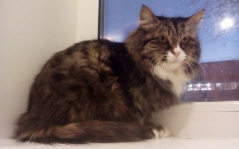 Забери меня домой: в Саранске бездомные животные ищут заботливых хозяев