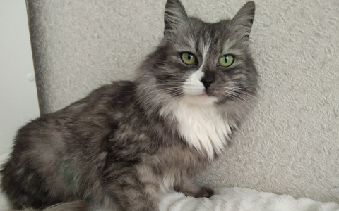 Забери меня домой: в Саранске бездомные животные ищут заботливых хозяев