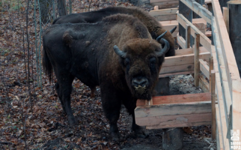 Зубров из Мордовского заповедника выпустили на волю