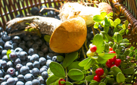 РСХБ зрит в корень: новая электронная платформа упростила закупку дикоросов