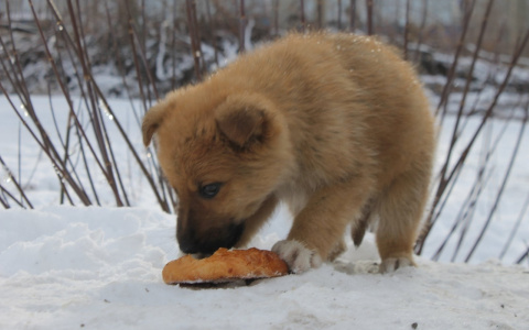 Забери меня домой: в Саранске бездомные животные ищут заботливых хозяев