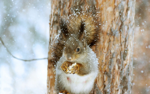 Ветер и слабая метель: прогноз погоды в Саранске на 31 января