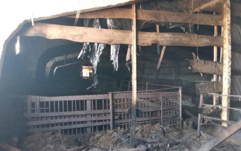 В Мордовии бригадир фермы поджег телятник, чтобы скрыть умерших от голода животных