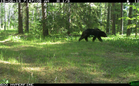 Медведь Юз, волчица Тула и волки Матерый, Щекан и Куцый: Мордовский заповедник знакомит с обитателями