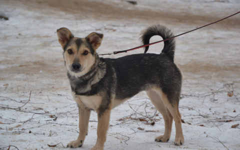 Забери меня домой: в Саранске бездомные животные ищут заботливых хозяев