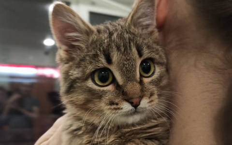 Забери меня домой: в Саранске бездомные животные ищут заботливых хозяев