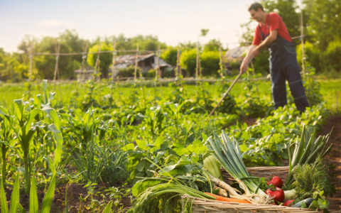Россельхозбанк в 1,2 раза увеличил кредитование сезонных работ