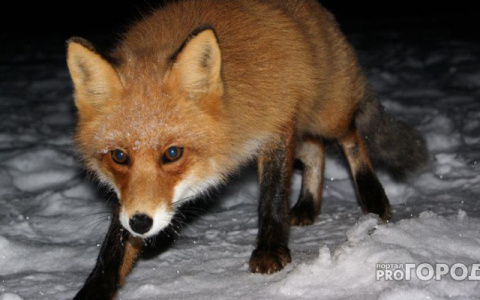 В одном из районов Мордовии ввели карантин по бешенству
