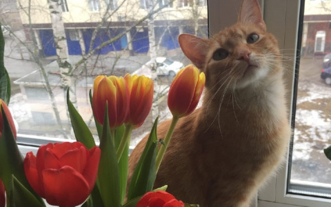 Забери меня домой: в Саранске бездомные животные ищут заботливых хозяев