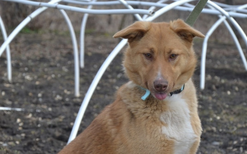 Забери меня домой: в Саранске бездомные животные ищут заботливых хозяев