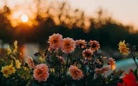 В Саранске в этом году будет высажено около 760 000 цветов