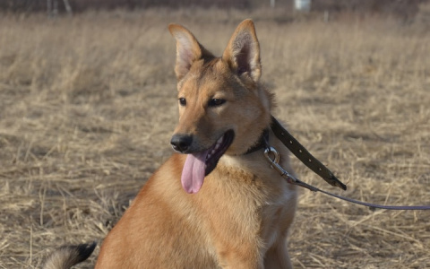 Забери меня домой: в Саранске бездомные животные ищут заботливых хозяев
