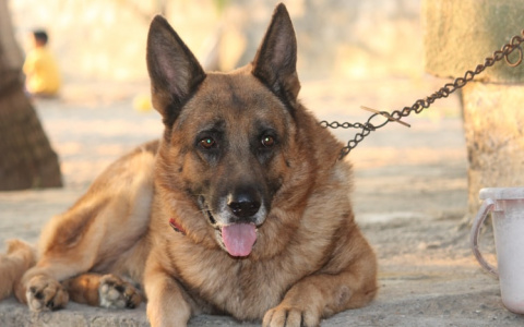 В Мордовии сорвавшаяся с цепи овчарка напала на шестилетнюю девочку